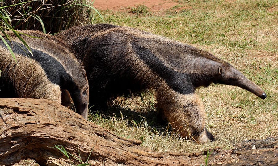 TAMANDUÁ T-POSE #animais #animaisdublados #tamanduá 