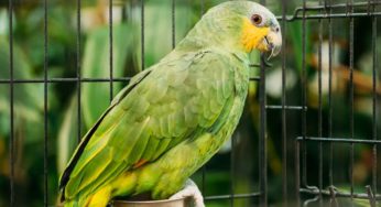 Papagaio pode comer jaca ou ela é tóxica?