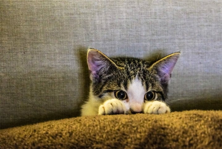 Gato deitado com uma coberta.