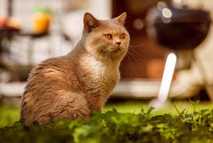 Gato sentado no jardim.