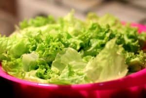 Calopsita pode comer alface? Descubra se é possível servir uma deliciosa salada para ela!