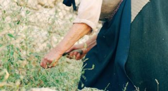 Como plantar grama-esmeralda: descubra aqui