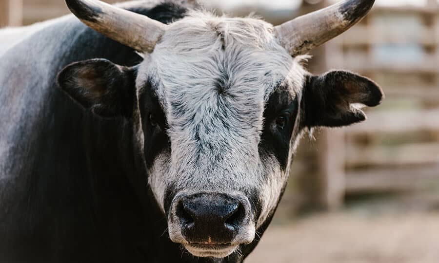 Rodeio: principais diferenças entre montar em touro ou cavalo