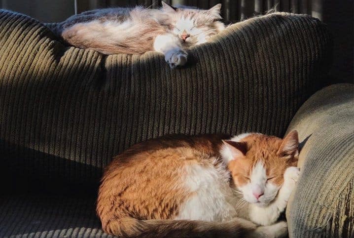 Gato cruzando com o cobertor: por que isso acontece? 2 Dois gatos deitados em estofado marrom.