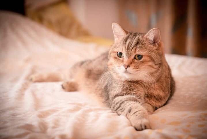gato com pelos mesclados deitado na cama.