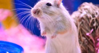 Conheça as características e as cores do gerbil