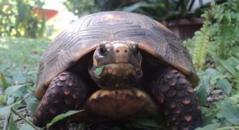 Mordida de tartaruga: ela também pode morder?