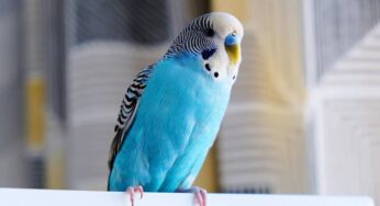 Nomes para periquito-australiano: veja ideias para nomear seu pássaro