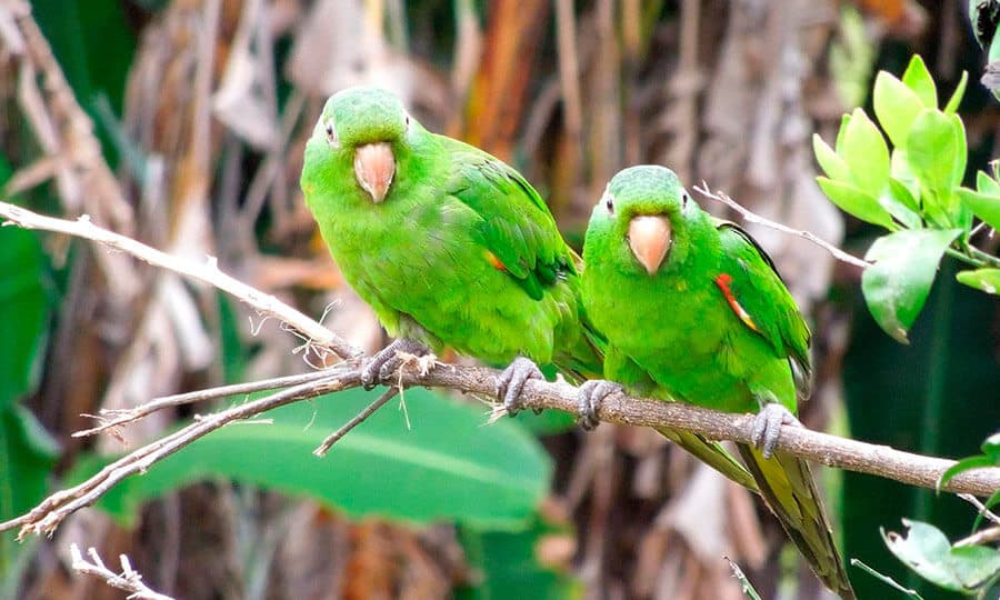 Você sabe dizer se a maritaca é animal silvestre? | Petz