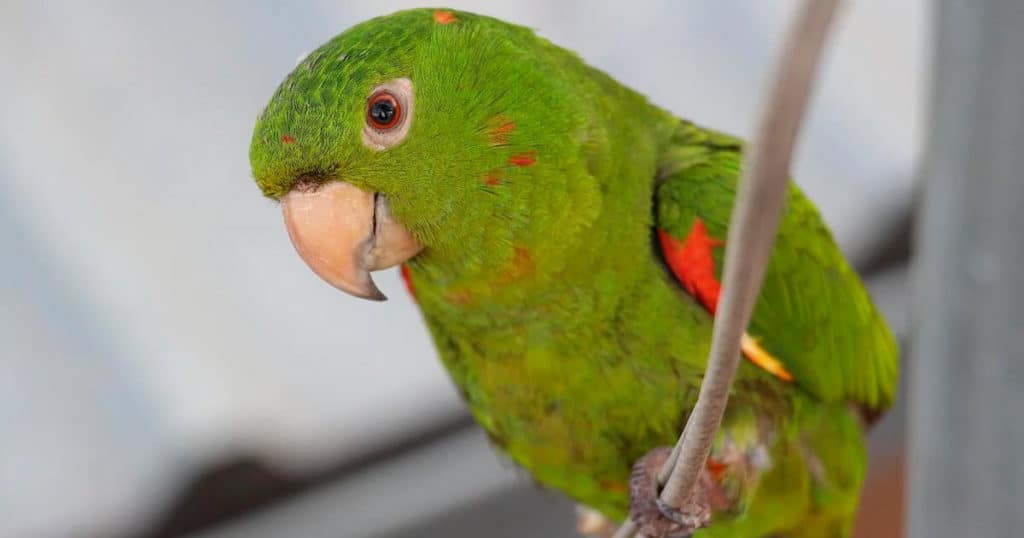 Cacatua negra: saiba tudo sobre esse pet exótico