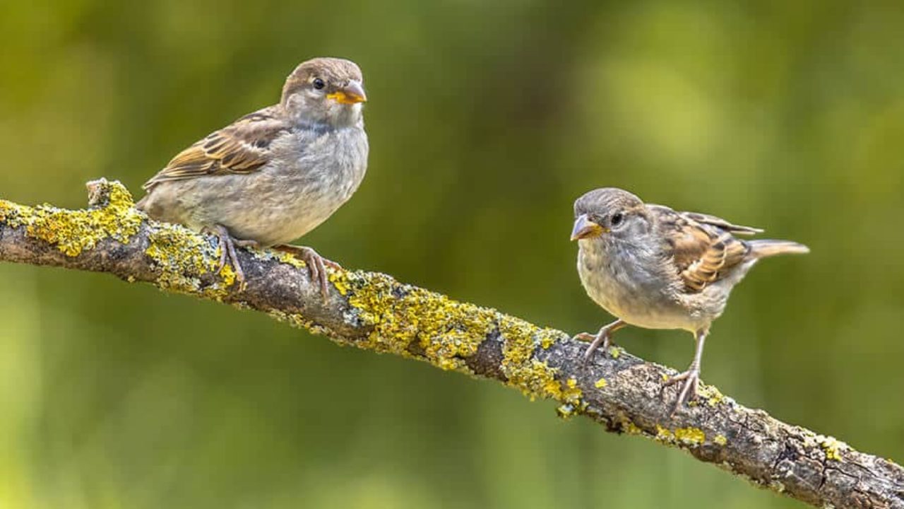 Pássaro pardal: características e curiosidades | Petz