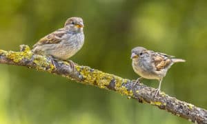 Pássaro pardal: características e curiosidades