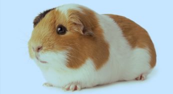 Porquinho-da-índia pode comer milho? Descubra aqui