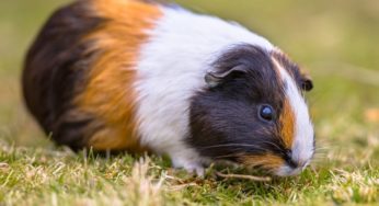 Porquinho-da-índia pode comer repolho? Descubra aqui