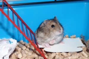 Quanto tempo dura a gestação de um hamster?