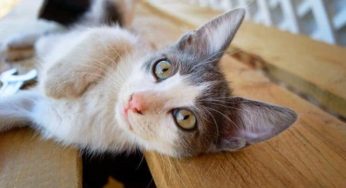 Quantos dentes tem um gato: será que ele tem a mesma quantidade que nós?