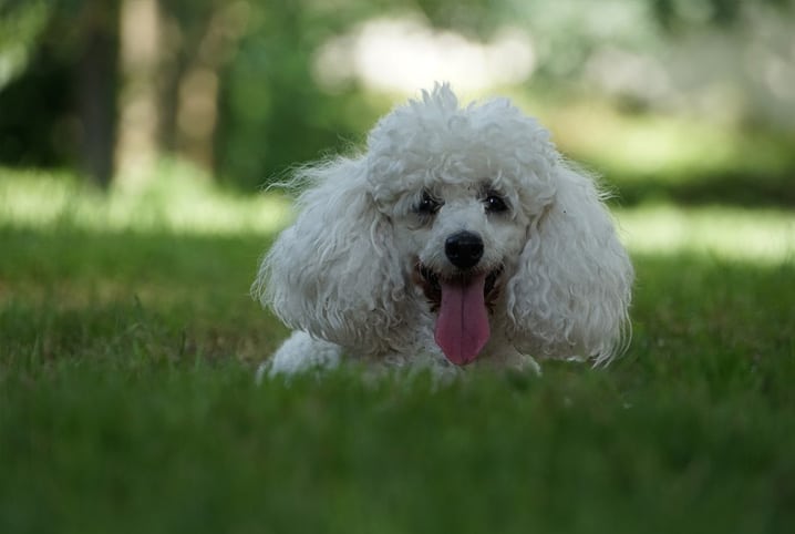 Cachorro poodle deitado na grama.