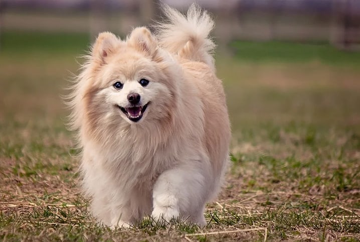 Cachorro peludo andando na grama.