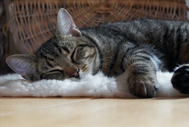 cama suspensa para gatos