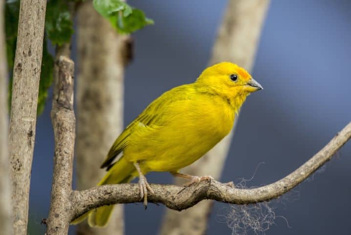 Cacatua negra: saiba tudo sobre esse pet exótico