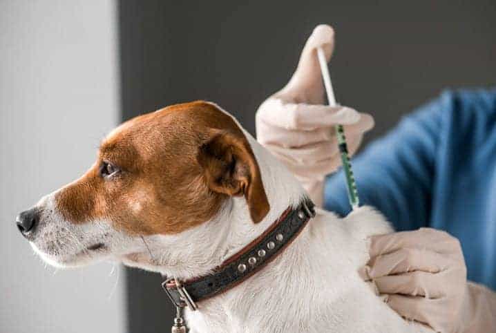 cachorro recebendo vacina.