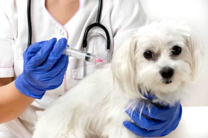 cachorro recebendo vacina de profissional.