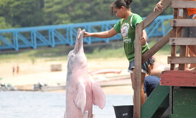 Animal rosa: quais são e onde vivem os principais? | Petz