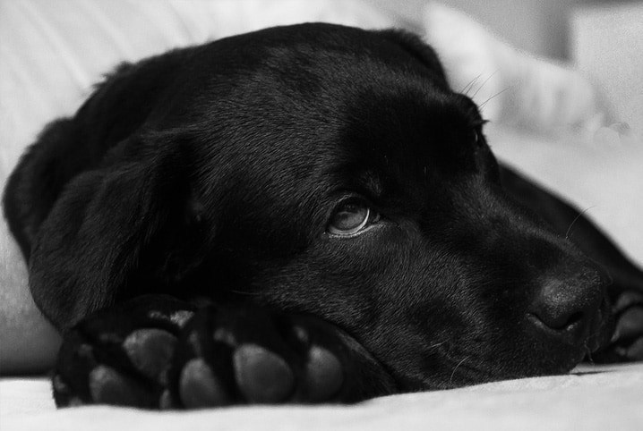 Cachorro espumando: conheça as causas e o que fazer 2 Cachorro de pelo preto deitado.