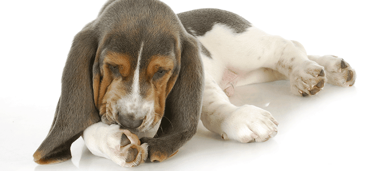 Cachorro lambendo a pata.