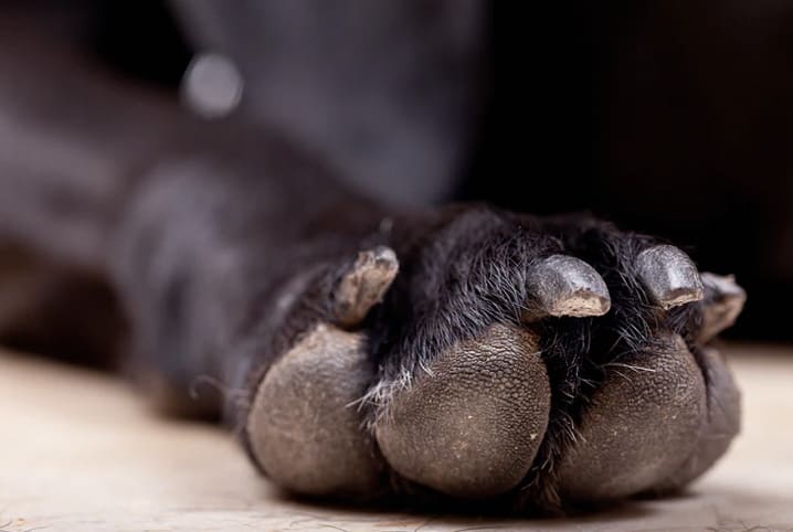Cachorro lambendo a pata: o que pode significar? 2 Pata de cachorro.