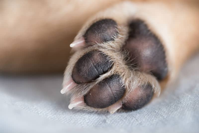 Cachorro lambendo a pata: o que pode significar? 3 Pata de cachorro.