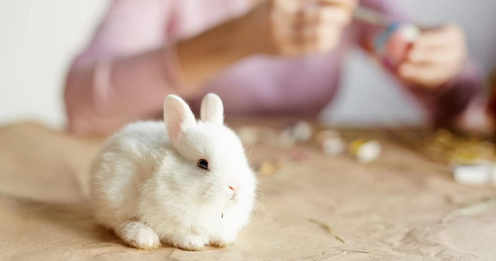 Coelho de estimação: 6 motivos para ter um em casa 1 Coelho em mesa de madeira com tutora ao fundo.
