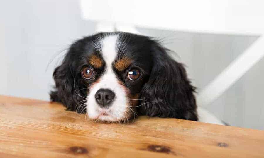 Cachorro com o rosto apoiado na mesa.