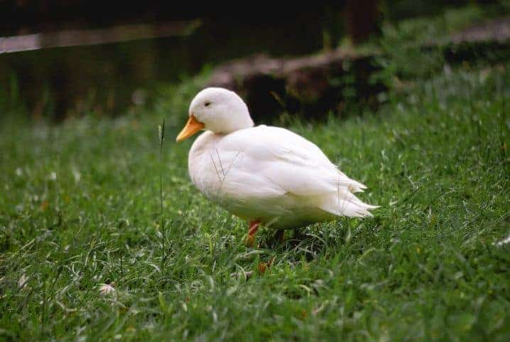 Pato em grama