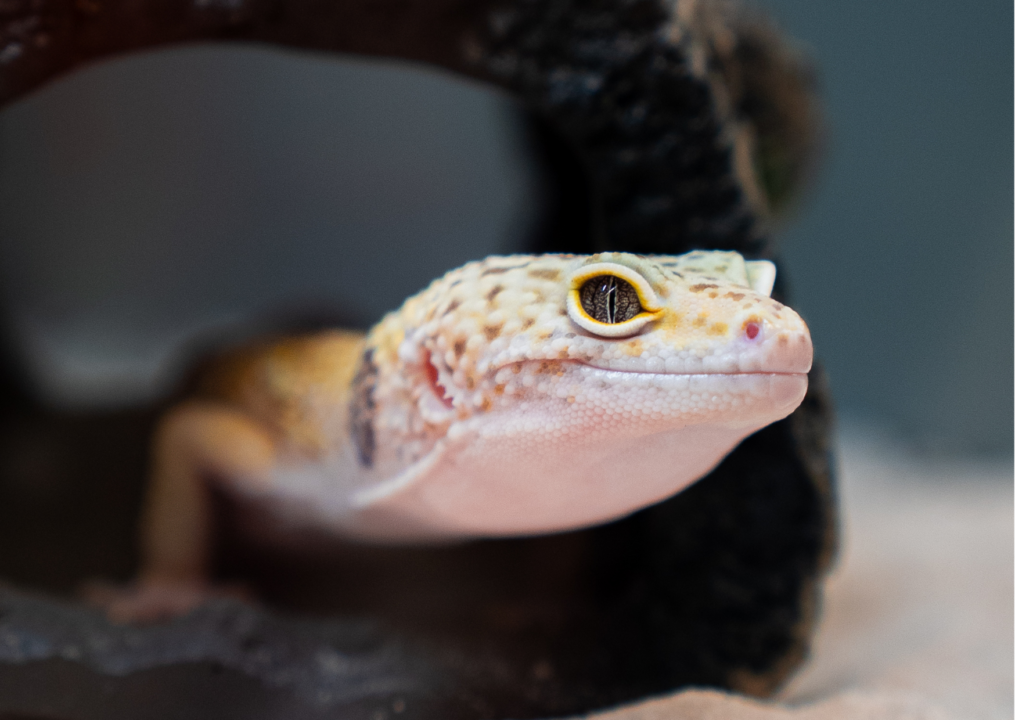 Imagem de gecko leopardo