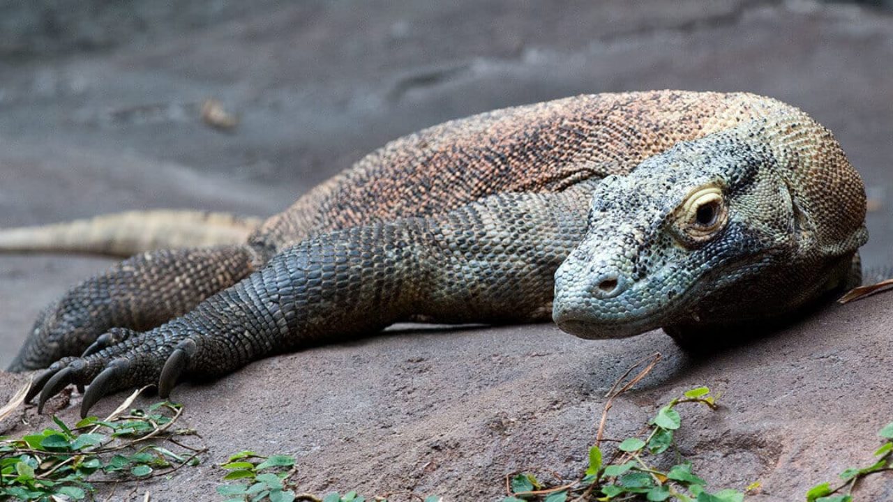 Cobra cega? Entenda por que os olhos das serpentes ficam azuis, Terra da  Gente