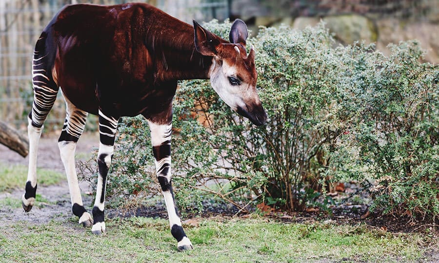 Animais Mais Feios do Mundo: Cachorros, Peixes, Macacos, Gatos e Mais