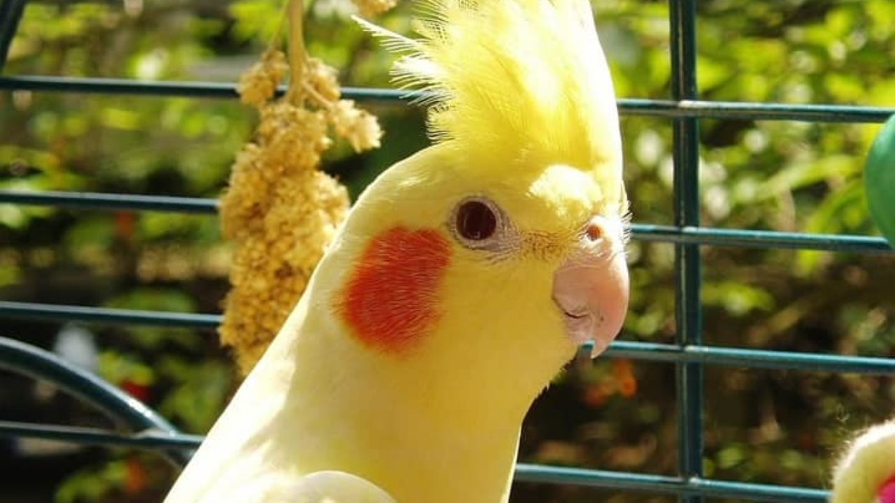 Por que calopsita grita? Descubra aqui | Petz Por que calopsita grita? Descubra aqui | Petz