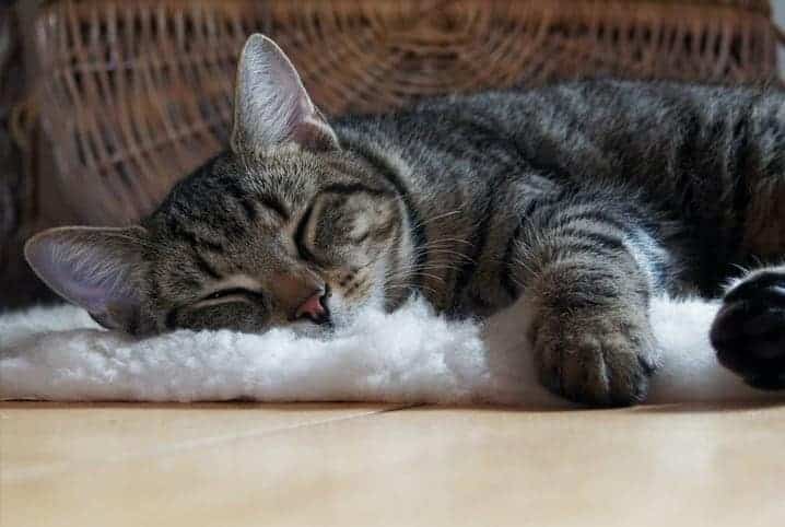 Gato dormindo em cima de um tapete de pelúcia branca.
