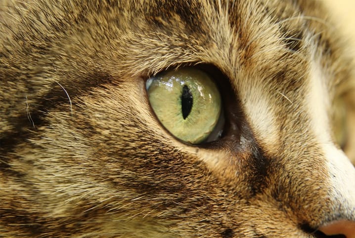 olho de gato aproximado.