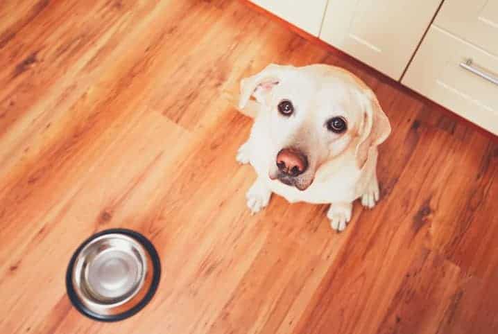 cachorro pode beber soro de leite