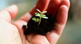 Fácil e rápido: como fazer muda de orquídea-bambu!