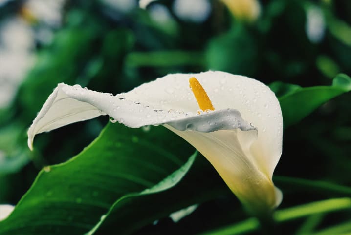 Confira algumas espécies da flora brasileira | Petz