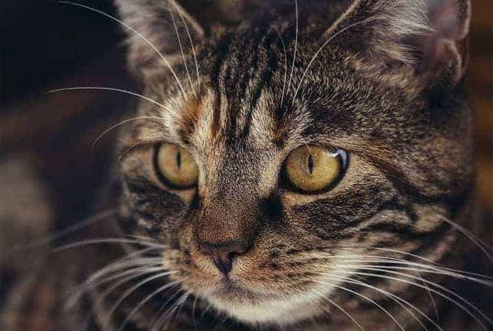 gato como falta de ar