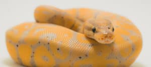 Quiz – Você sabe o que é verdade e o que é mito sobre cobras?