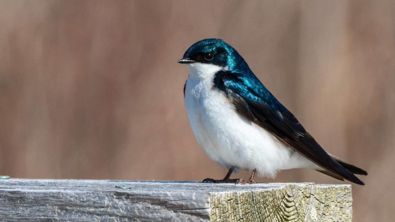 10 Peculiaridades dos animais que parecem erros da evolução, mas