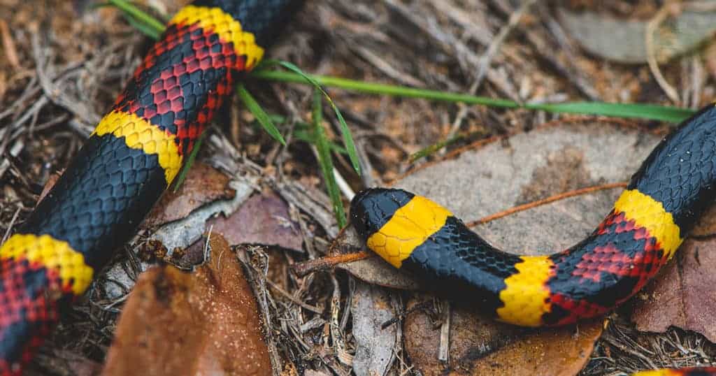 Cobra de estimação: descubra como ter uma em casa