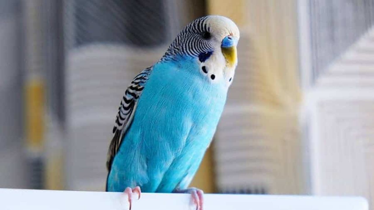 Como saber se o periquito-australiano é fêmea? Confira | Petz