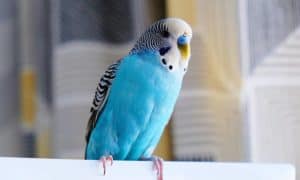 Como saber se o periquito-australiano é fêmea? Saiba as diferenças entre macho e fêmea