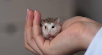 Hamster pode comer amêndoa? Saiba se a oleaginosa é adequada ao roedor